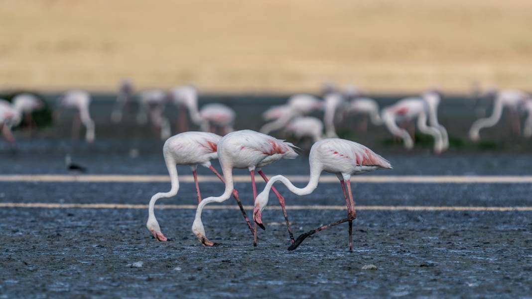 5 bin yavru flamingoyu ağırlayan ünlü gölün en büyük sorunu açıklandı 7